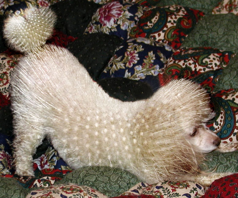 Photoshop Design by monkeywithnobrain for DesignCrowd (Community Contests) | Design #9097385