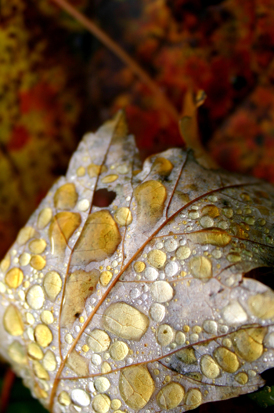 Photography by oleksa for DesignCrowd (Community Contests) | Design #9096271