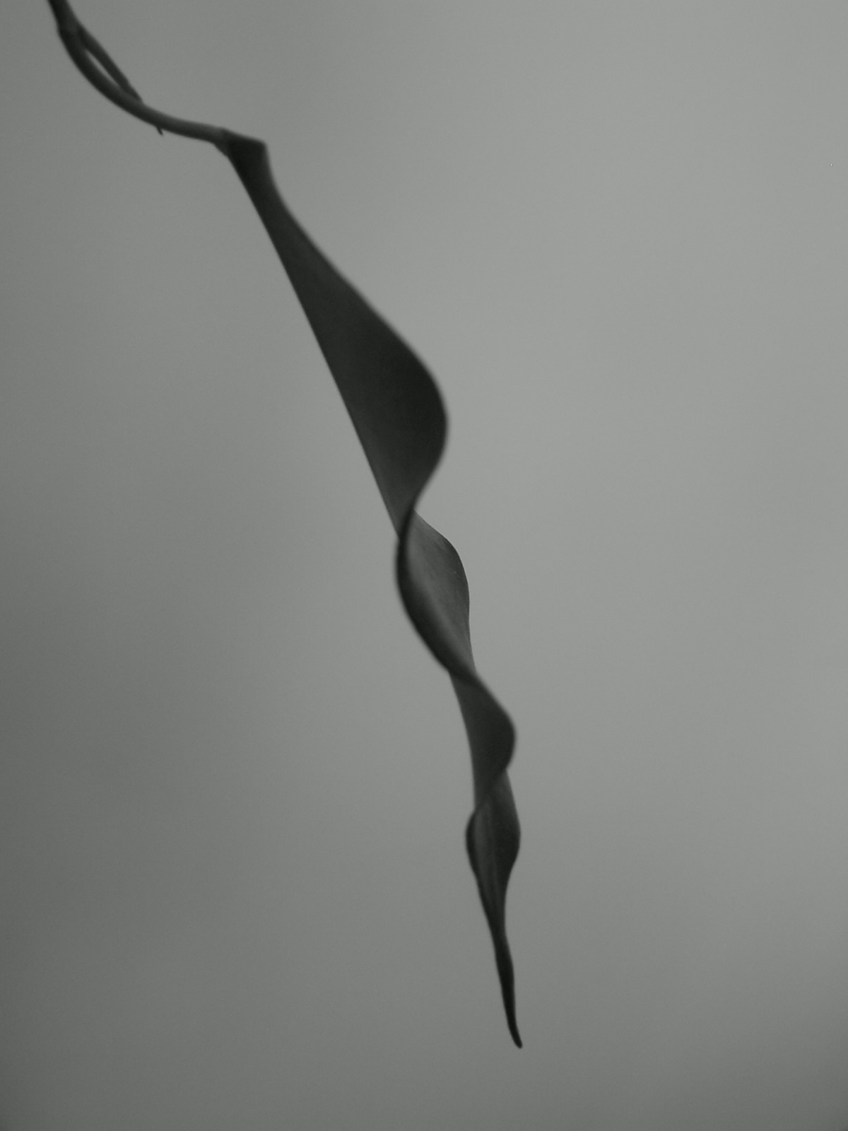 Photography by kremsersenf for DesignCrowd (Community Contests) | Design #9096299