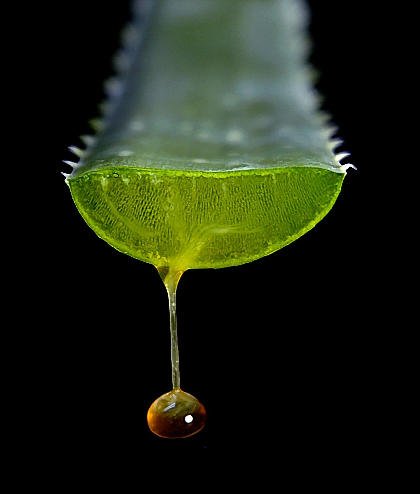 Photography by koalachimbo for DesignCrowd (Community Contests) | Design #9096275