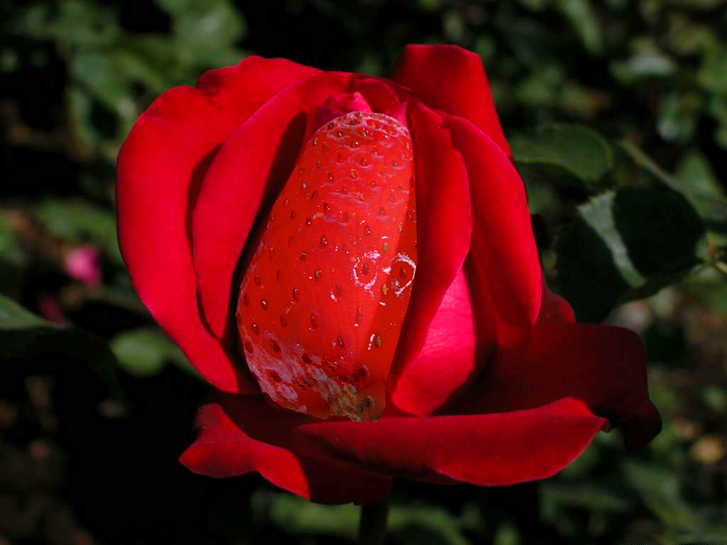 Diseño de Photoshop por bottler para DesignCrowd (Community Contests) | Diseño #9097417