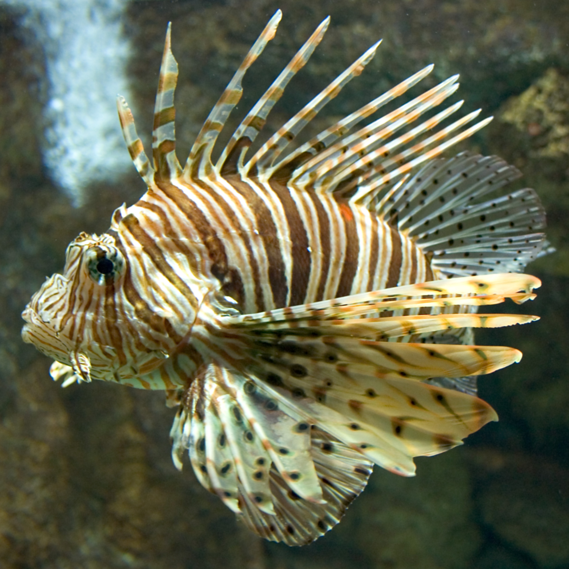 Fotografie von bzzje für DesignCrowd (Community Contests) | Design #9094920