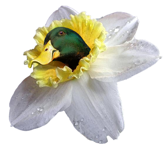 Photoshop Design by smylee for DesignCrowd (Community Contests) | Design #9097435