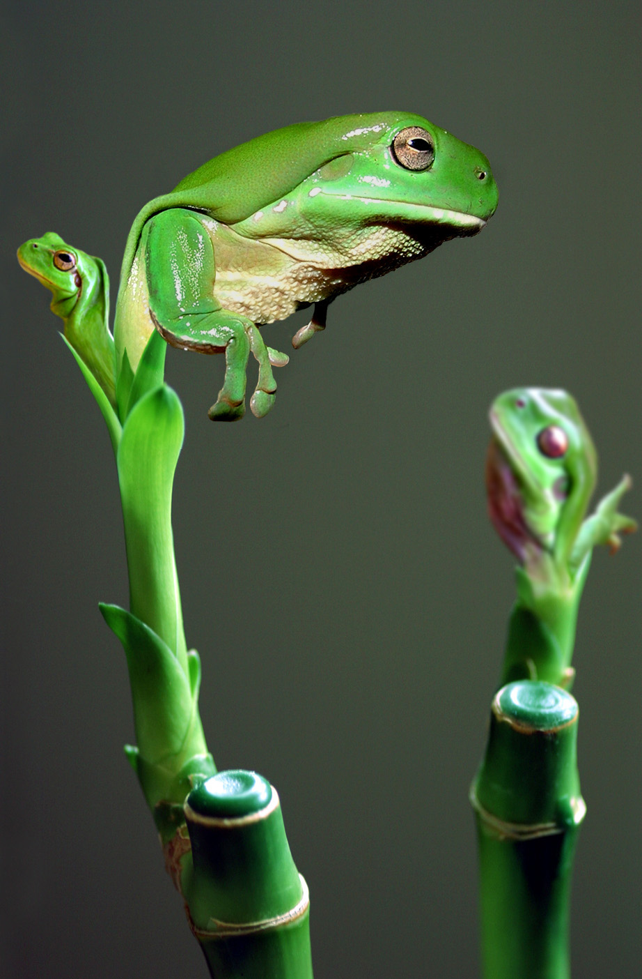 Photoshop Design by Partyshot for DesignCrowd (Community Contests) | Design #9097399