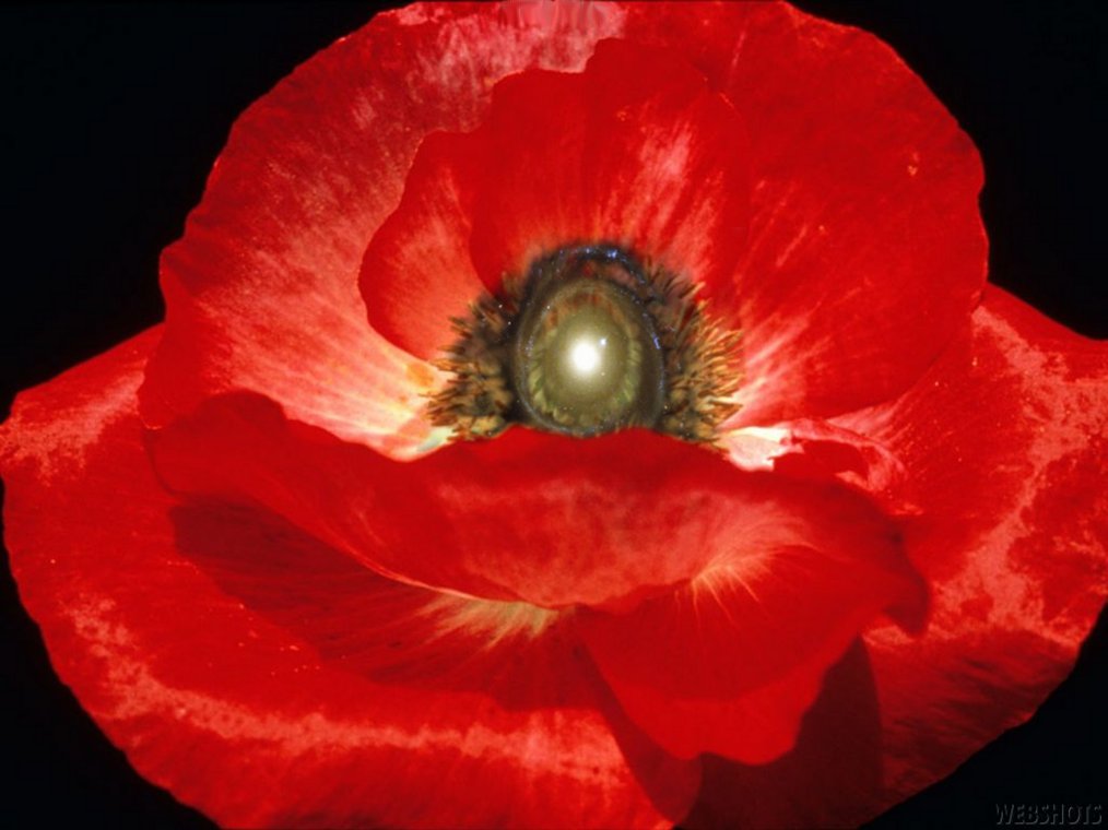 Design Photoshop par yavannilde pour DesignCrowd (Community Contests) | Design #9097521