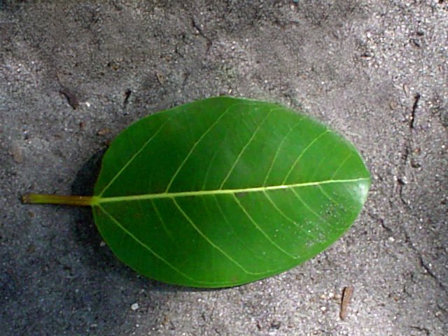 Fotografie von AlinaB7 für DesignCrowd (Community Contests) | Design #9096346