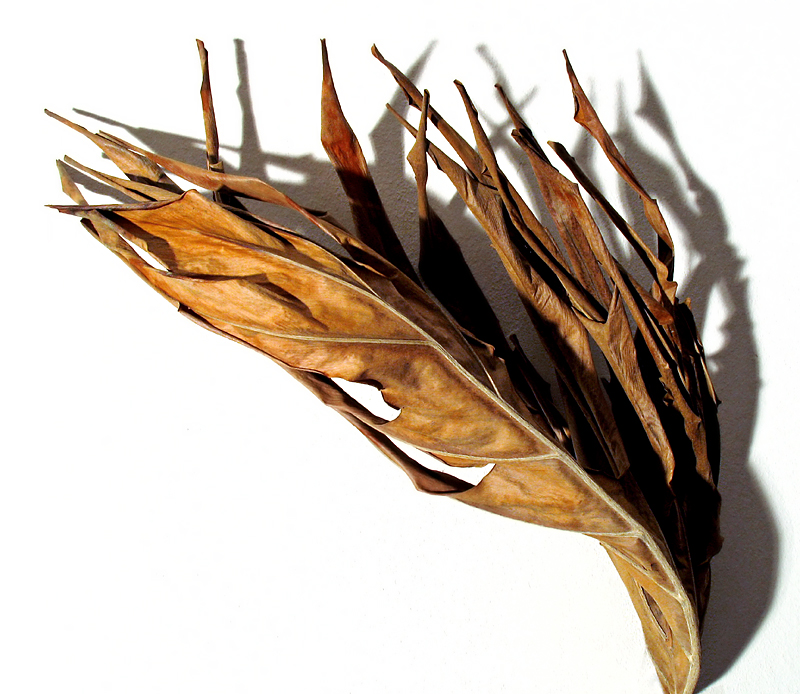 Fotografie von TampaDroid für DesignCrowd (Community Contests) | Design #9096246