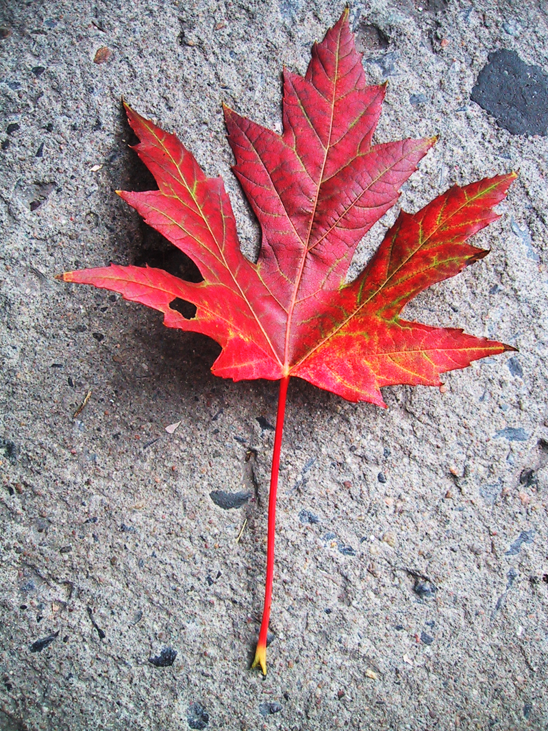 Fotografía por brunewz para DesignCrowd (Community Contests) | Diseño #9096228