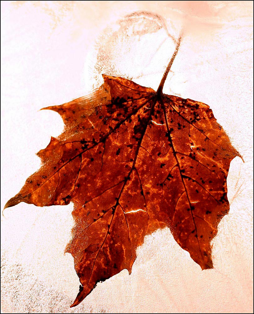 Photography by SigloV for DesignCrowd (Community Contests) | Design #9096306