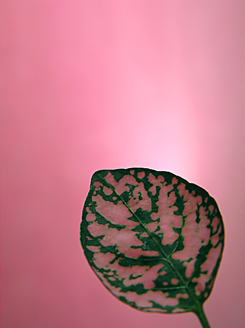 Photography by DFragXD for DesignCrowd (Community Contests) | Design #9096317