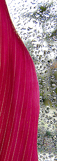 Photography by josephzl for DesignCrowd (Community Contests) | Design #9096458