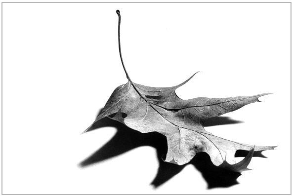 Photography by dylder for DesignCrowd (Community Contests) | Design #9096429