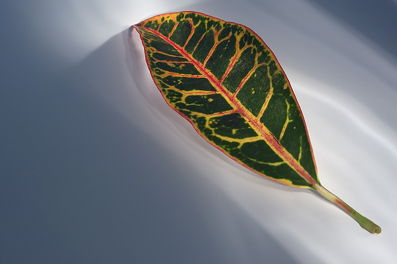 Photography by battreeboy for DesignCrowd (Community Contests) | Design #9096385