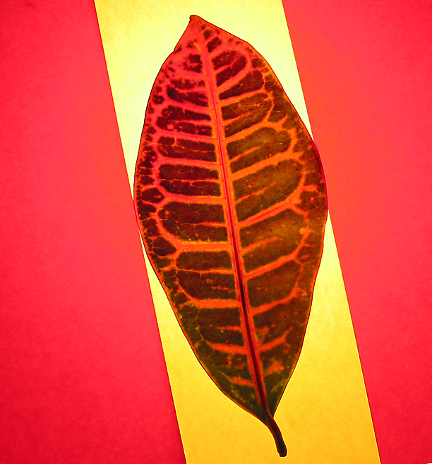 Fotografie von squaredd für DesignCrowd (Community Contests) | Design #9096375