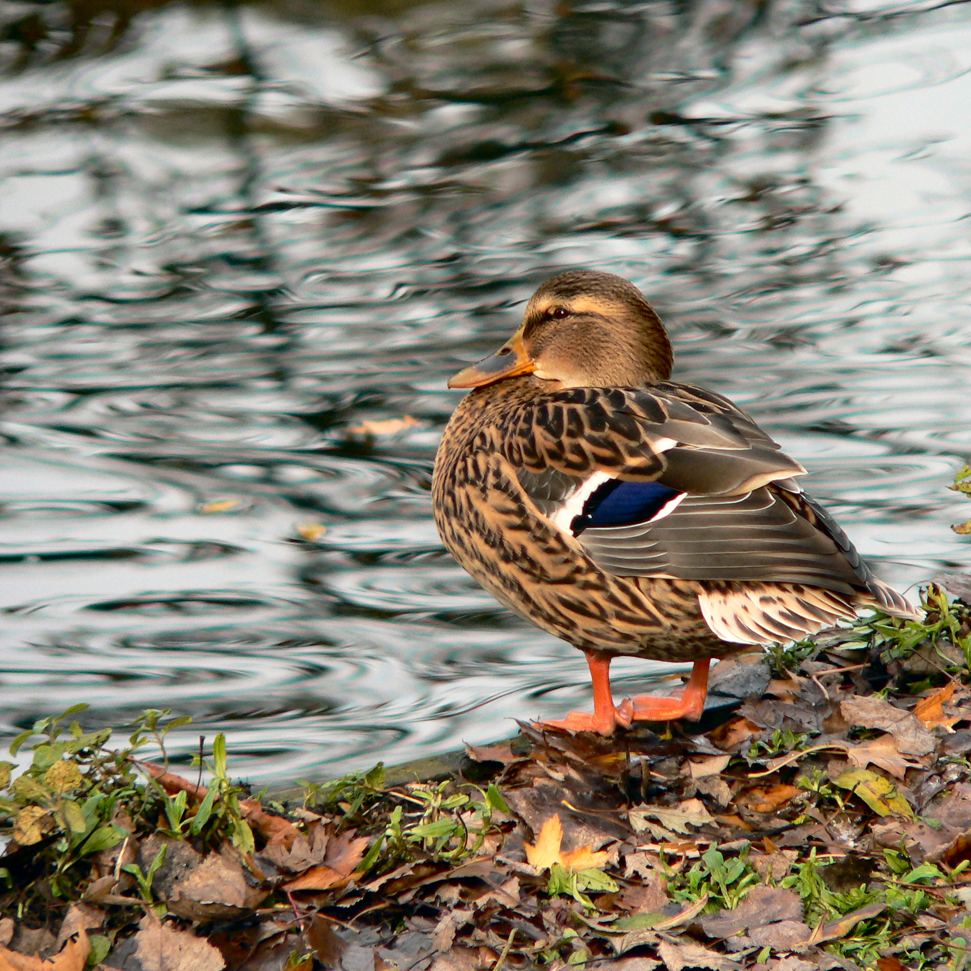 Photography by TonioRoffo for DesignCrowd (Community Contests) | Design #9094988