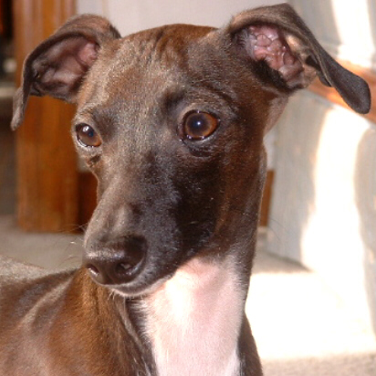 Fotografía por Flutterby para DesignCrowd (Community Contests) | Diseño #9095004