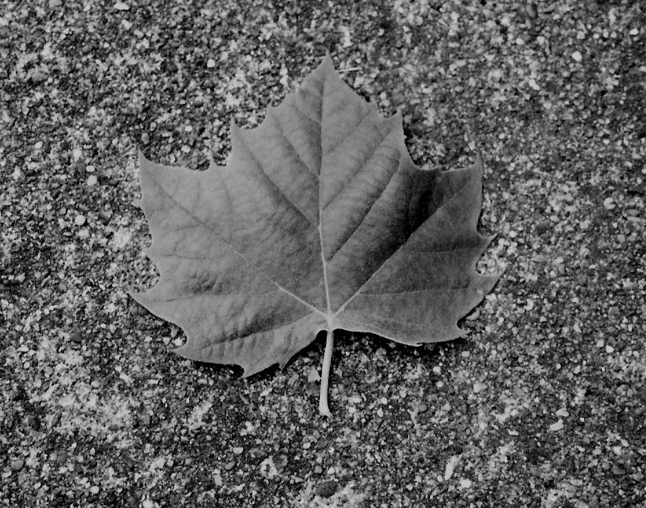 Fotografie von michcole7 für DesignCrowd (Community Contests) | Design #9096495