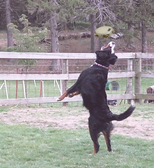 Diseño de Photoshop por PatrickMoore para DesignCrowd (Community Contests) | Diseño #9098794