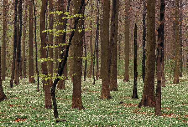Photoshop Design by BetsyBrown for DesignCrowd (Community Contests) | Design #9098651