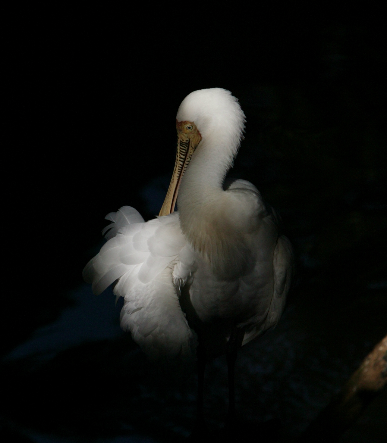 Photography by wrathe for DesignCrowd (Community Contests) | Design #9099781