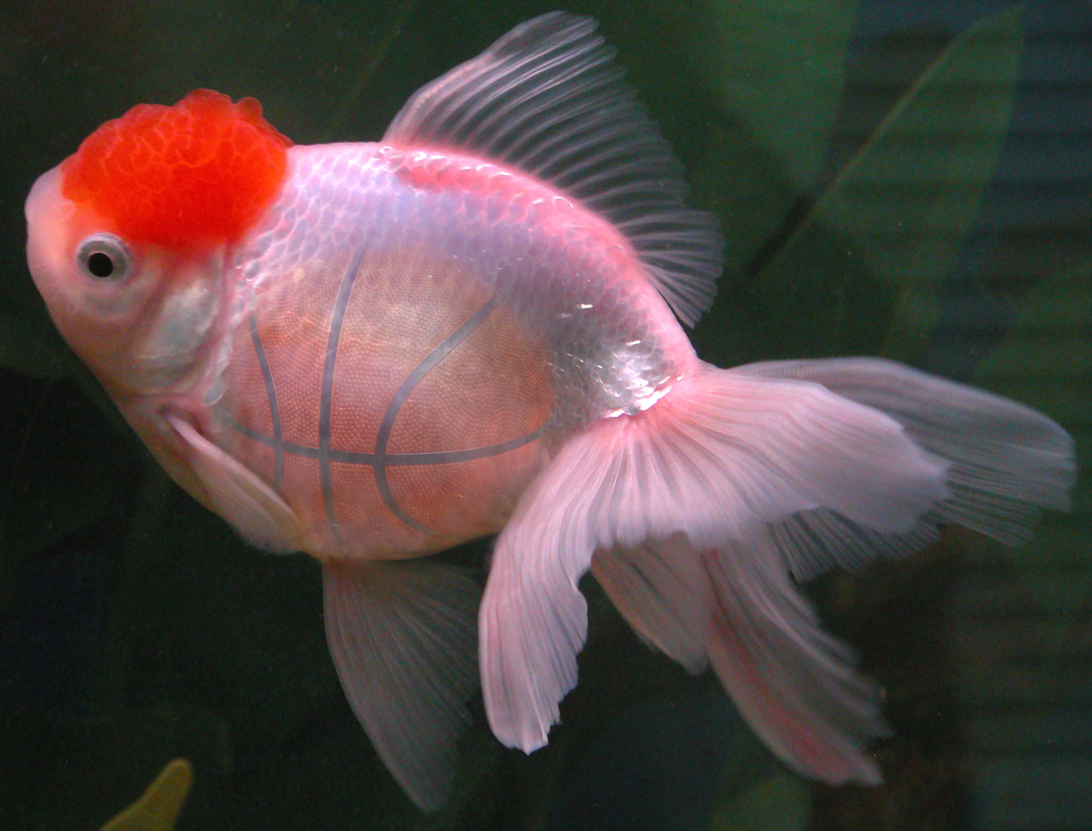 Photoshop Design by ghoose for DesignCrowd (Community Contests) | Design #9073920