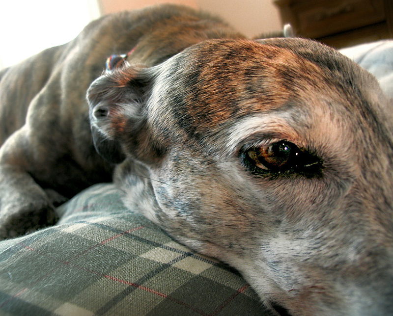 Fotografie von TampaDroid für DesignCrowd (Community Contests) | Design #9092203