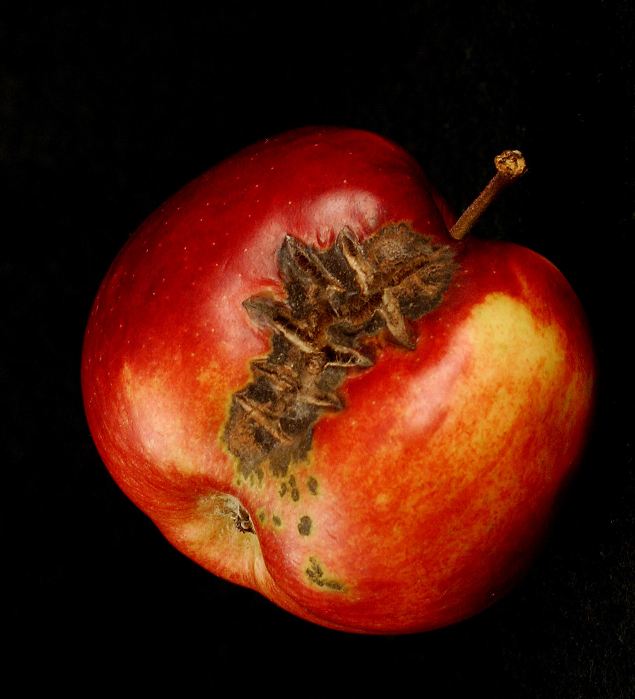 Photography by SigloV for DesignCrowd (Community Contests) | Design #9092256