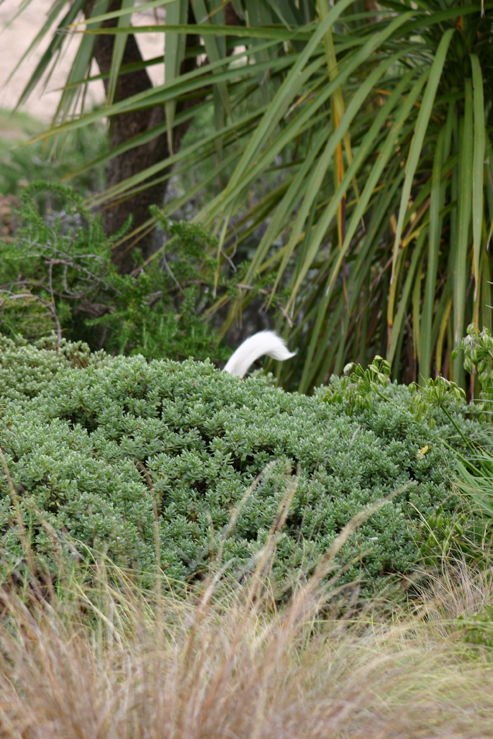 Fotografía por havelock para DesignCrowd (Community Contests) | Diseño #9097269