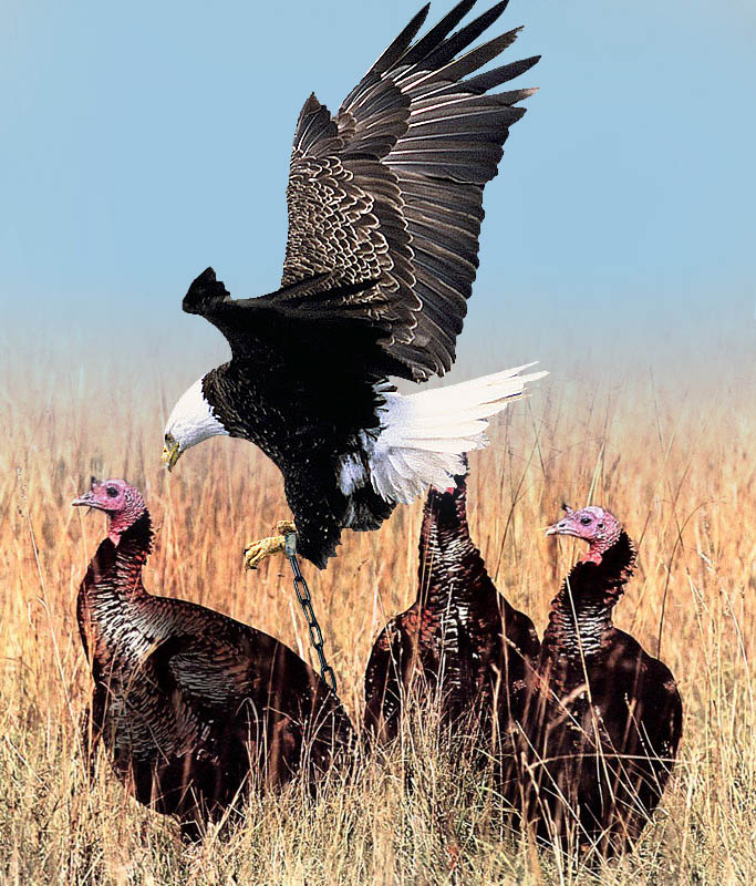 Design Photoshop par godzillatemple pour DesignCrowd (Community Contests) | Design #9094893