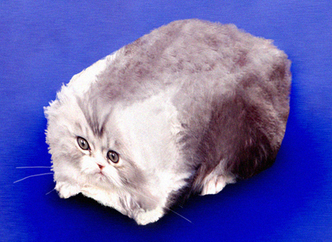 Design Photoshop par AlanSmithee pour DesignCrowd (Community Contests) | Design #9074502