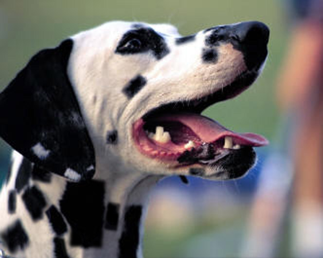 Diseño de Photoshop por Angeldrop para DesignCrowd (Community Contests) | Diseño #9074458