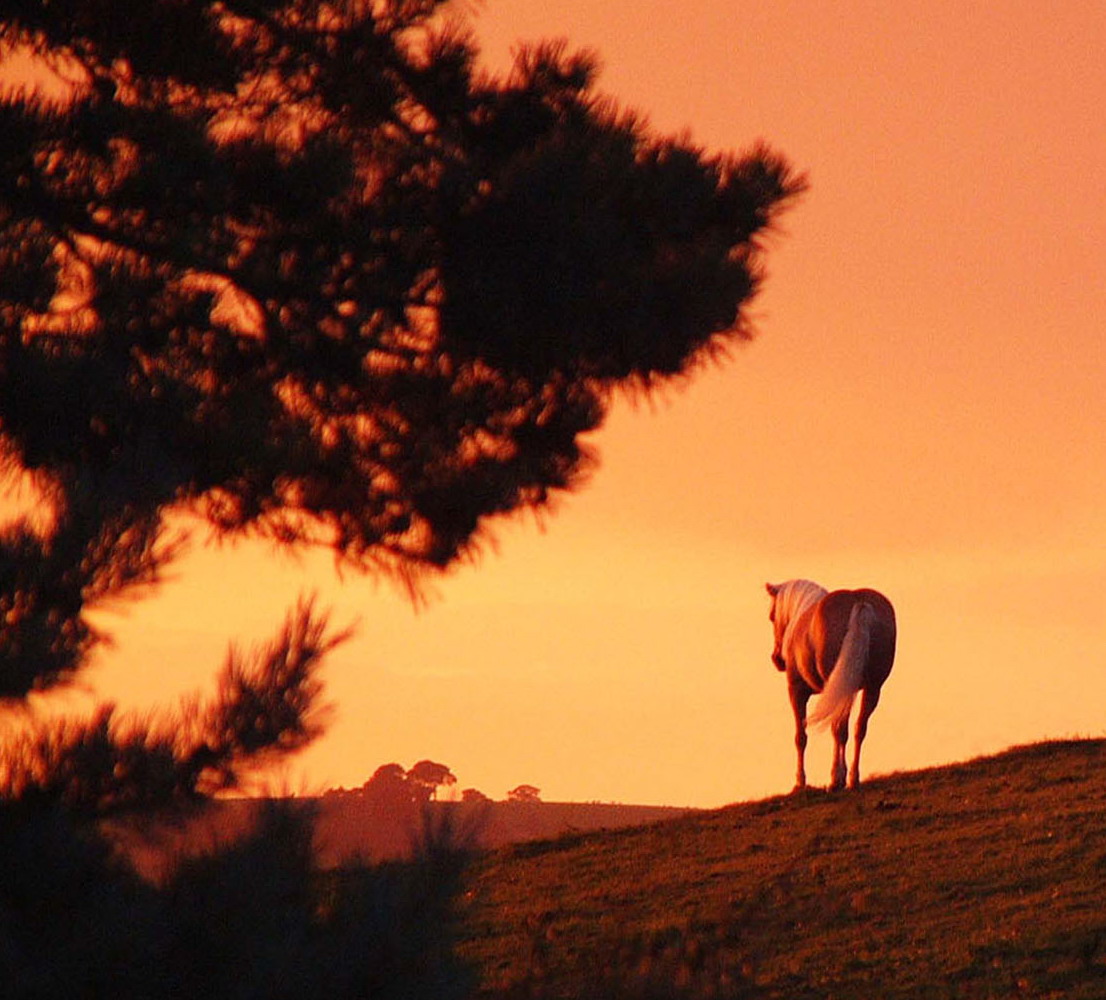 Fotografía por angellivia para DesignCrowd (Community Contests) | Diseño #9097302