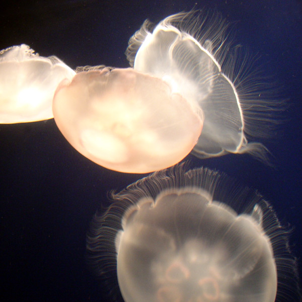 Photography by beckettboots for DesignCrowd (Community Contests) | Design #9073753