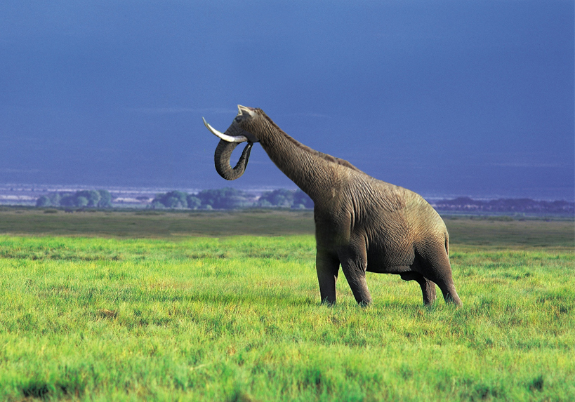 Photoshop Design by echoburst for DesignCrowd (Community Contests) | Design #9094953