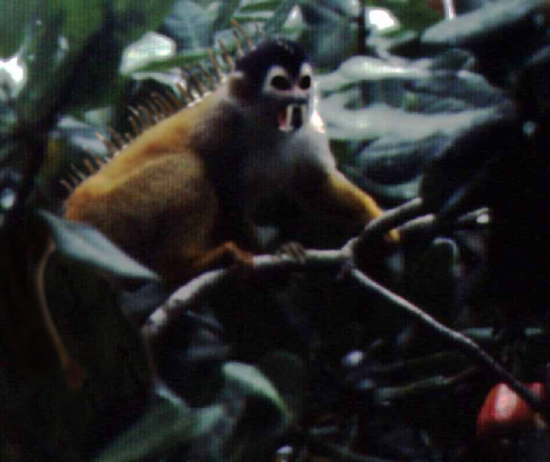 Diseño de Photoshop por PatrickMoore para DesignCrowd (Community Contests) | Diseño #9095017