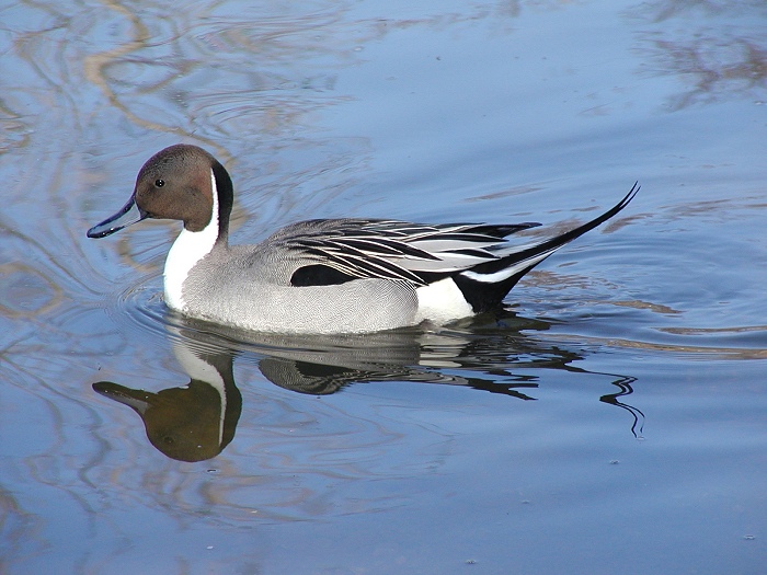 Photographie par KarenC pour DesignCrowd (Community Contests) | Design #9093014