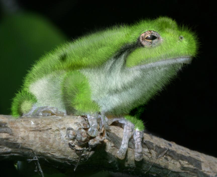 Design Photoshop par AlanSmithee pour DesignCrowd (Community Contests) | Design #9094996