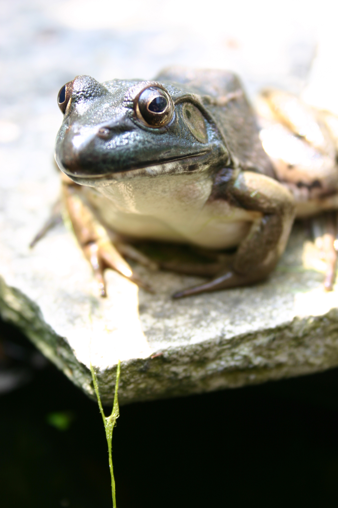 Photography by oleksa for DesignCrowd (Community Contests) | Design #9093021