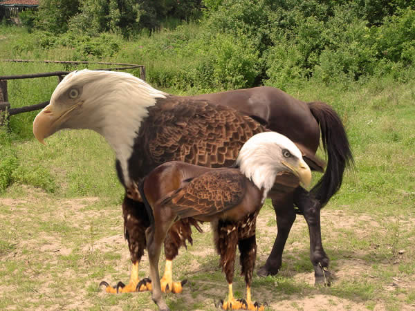 Photoshop Design by glitterball for DesignCrowd (Community Contests) | Design #9095035