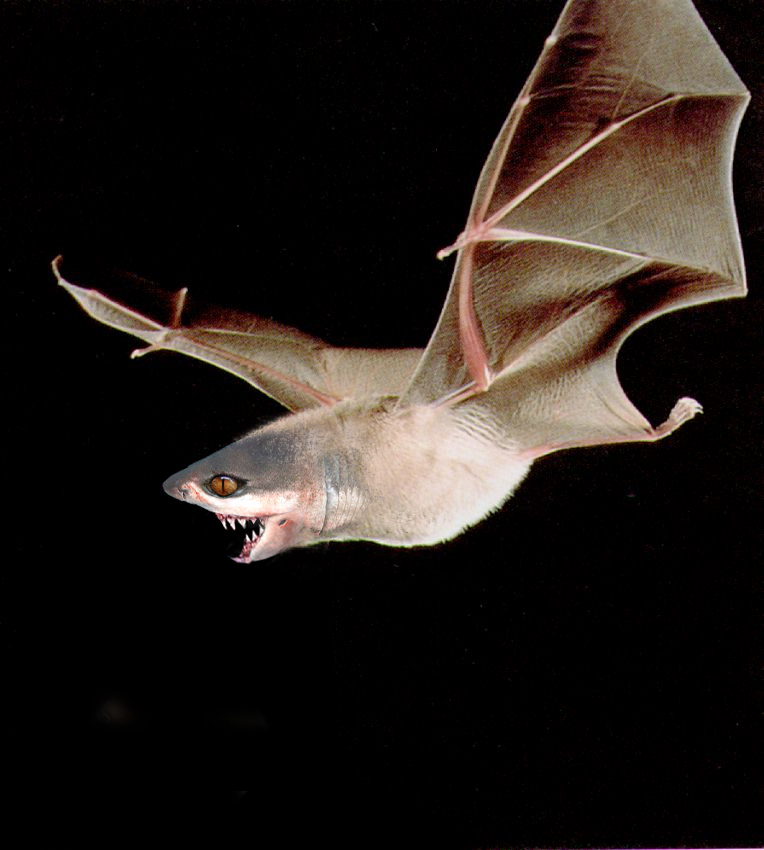 Diseño de Photoshop por fxchick para DesignCrowd (Community Contests) | Diseño #9095044