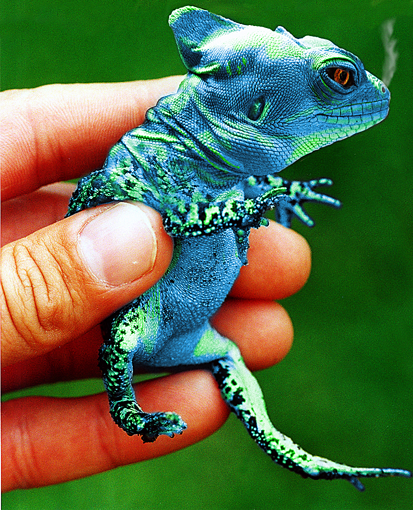 Photoshop-Design von chris_ für DesignCrowd (Community Contests) | Design #9095065