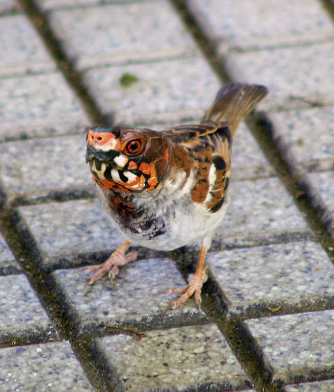 Photoshop-Design von VestanPance für DesignCrowd (Community Contests) | Design #9095134