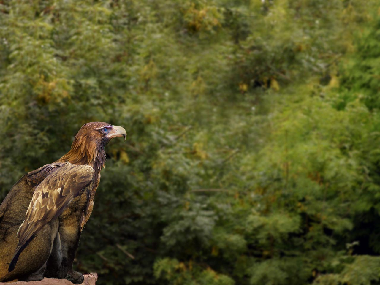 Photoshop-Design von resol124 für DesignCrowd (Community Contests) | Design #9095152