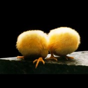 Photoshop Design by SigurRos