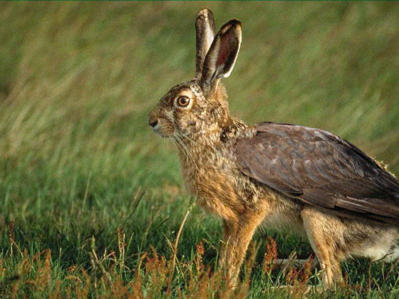 Photoshop Design by Trueblood for DesignCrowd (Community Contests) | Design #9095109