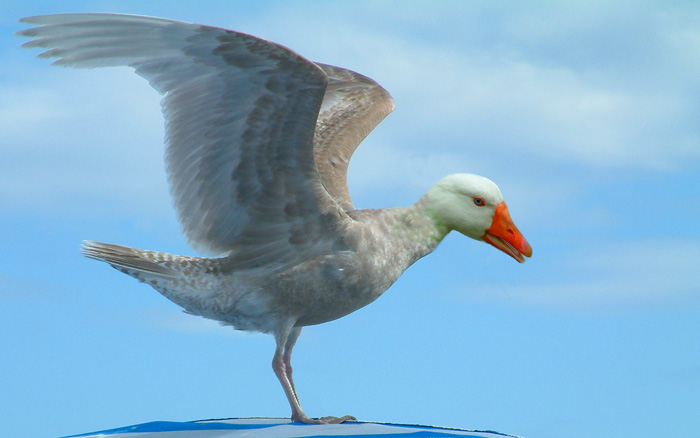 Design Photoshop par jakking pour DesignCrowd (Community Contests) | Design #9095082