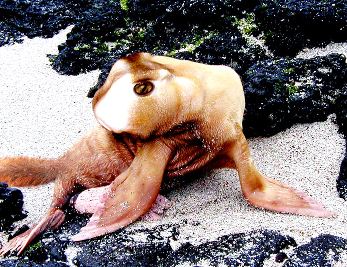 Photoshop Design by DannyHonx for DesignCrowd (Community Contests) | Design #9095125