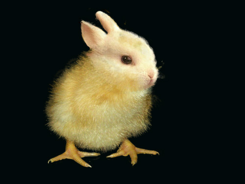 Diseño de Photoshop por msfrigyfrog para DesignCrowd (Community Contests) | Diseño #9095211