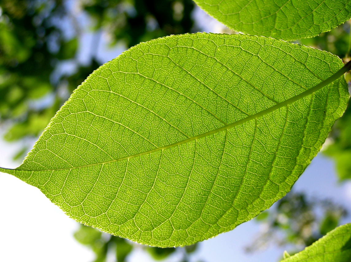 Photographie par Naitsab pour DesignCrowd (Community Contests) | Design #9093113