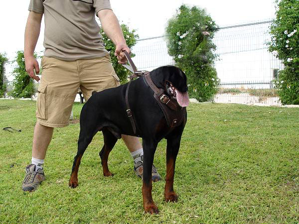 Design Photoshop par Deborahb pour DesignCrowd (Community Contests) | Design #9092713